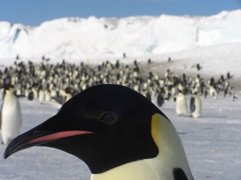[penguincloseup3.jpg]