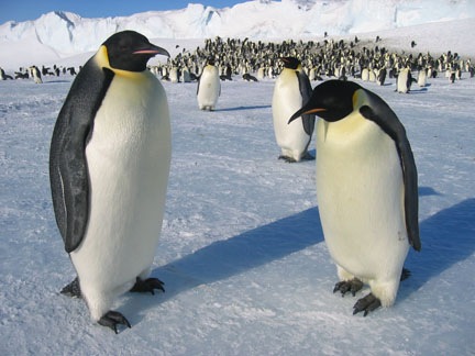 [my new friends at the colony_small[3].jpg]