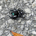 Regal Jumping Spider