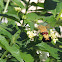 Pellucid Hawk Moth
