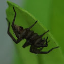 Wolf spider