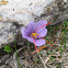 Crocus cartwrightianus