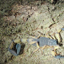 Bark Scorpion