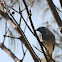 Black-faced Cuckoo-Shrike