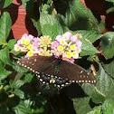 Black swallowtail