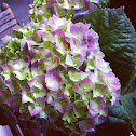Hydrangea