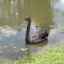 Black Swan
