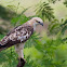 Changeable Hawk-eagle