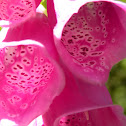 Fox Glove