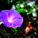 Blue Dawn Flower, Oceanblue morning-glory, Blue morning-glory