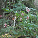 White Baneberry or Dolls Eyes