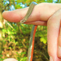 Red-bellied Snake