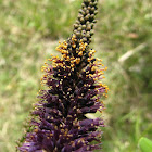 Indigo bush