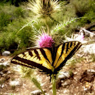 Western Tiger Swallowtail