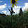Flowering Plants of Snodgrass Mountain, Colorado
