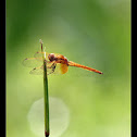 dragonfly