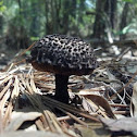 Old Man of the Woods
