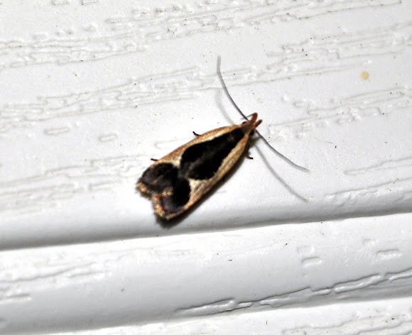 Spotting Image 1