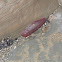 Gumboot Chiton
