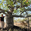 Australian Baobab