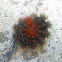 Hypercompe Moth Caterpillar