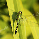 Dragonfly - Eastern Pondhawk