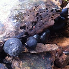 Dead mans fingers