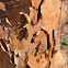 Paper-barked Maple