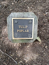 Tulip Poplar 