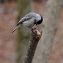 Carolina Chickadee