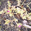 Holiday cactii