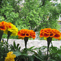 French marigold
