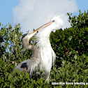 White Morph Great Blue Heron
