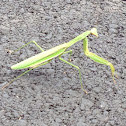 Praying mantis