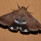 Semi-looper Moth