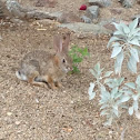 Cottontail rabbit