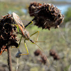 (Adult) Leafhopper Assassin Bug