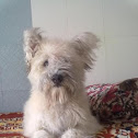 Dog, Lasa