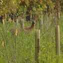 White tailed deer