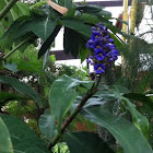 Blue Ginger 