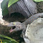 gecko tokay
