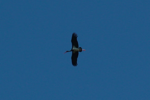 Spotting Image 1