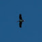 Black stork