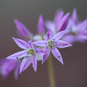 twincrest onion or simply wild onion