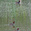 Little grebe