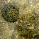Mangrove Upsidedown Jellyfish