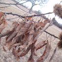 Sweet Chestnut