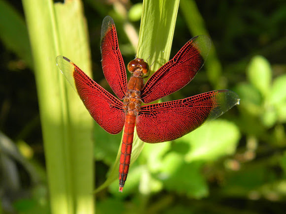 Spotting Image 1