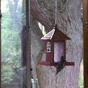 Downy woodpecker