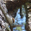 Brown-headed Nuthatch